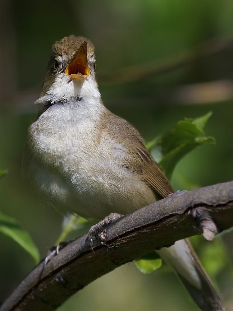 Садовая камышевка (Acrocephalus dumetorum).