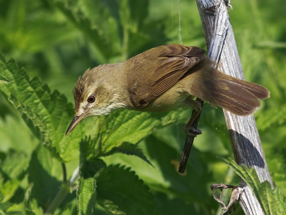 Садовая камышевка (Acrocephalus dumetorum).