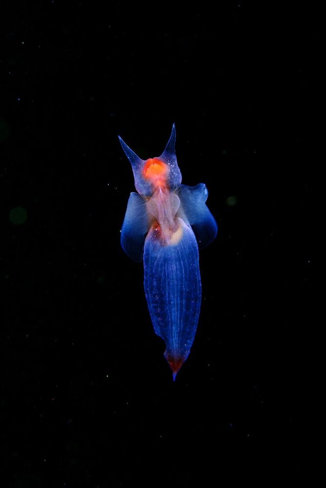 Japan sea. Rudnaya Bay. Sea Angel (Clion lumacina)