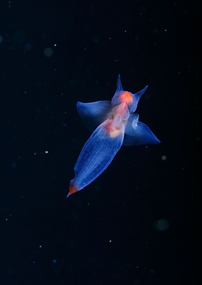 Japan sea. Rudnaya Bay. Sea Angel (Clion lumacina)