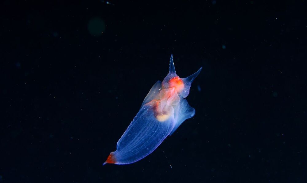 Japan sea. Rudnaya Bay. Sea Angel (Clion lumacina)