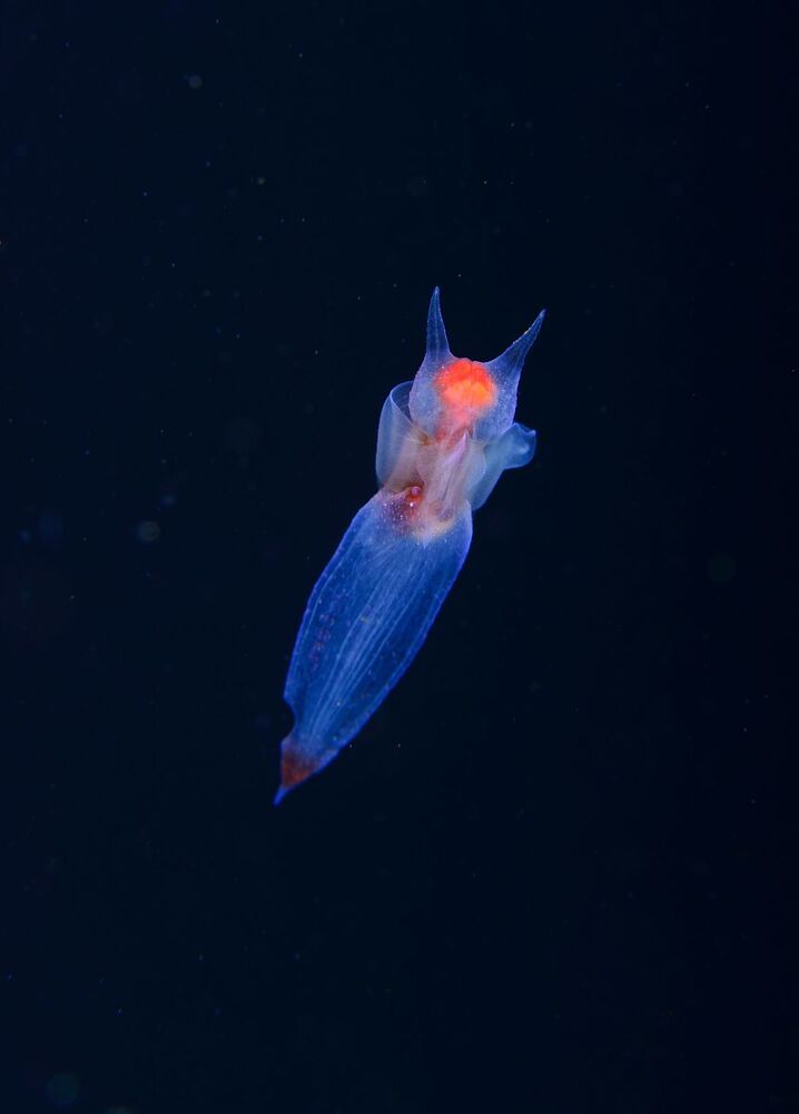 Japan sea. Rudnaya Bay. Sea Angel (Clion lumacina)