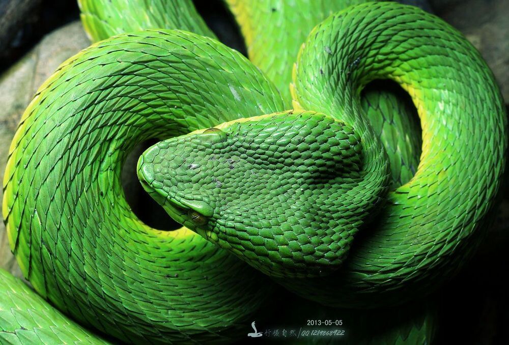 Trimeresurus