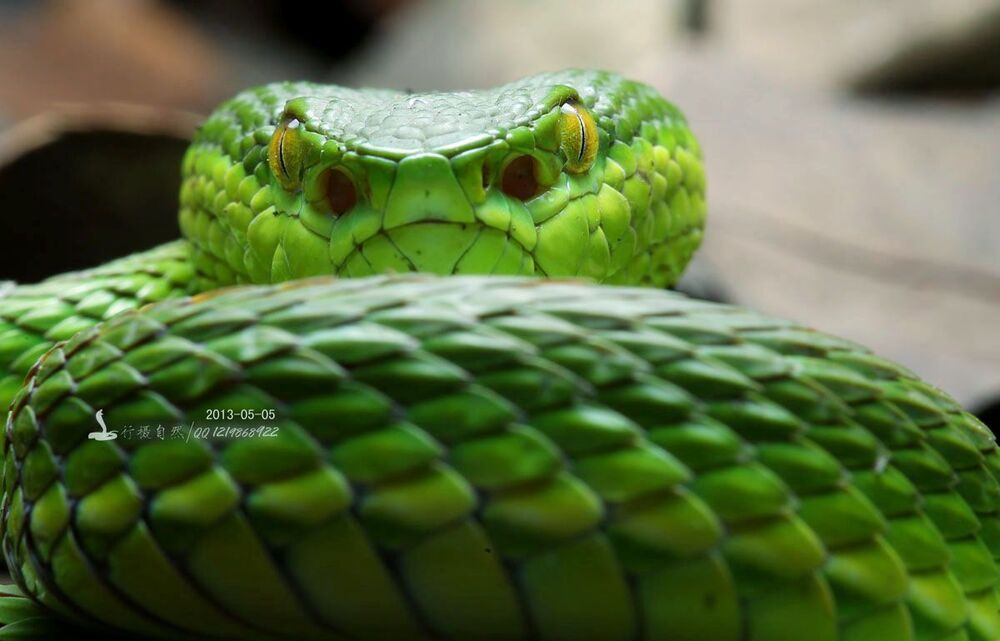 Trimeresurus
