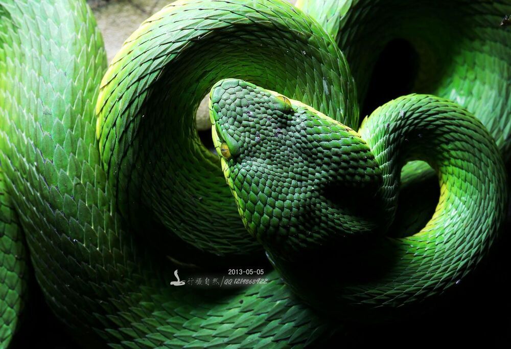Trimeresurus