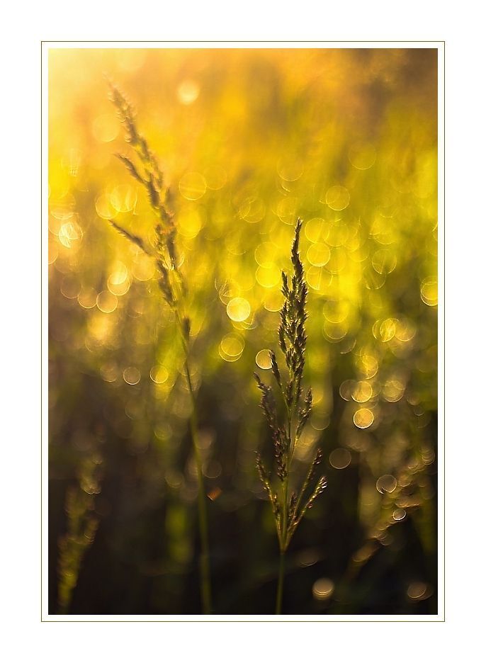 Trioplan 2,9/50
