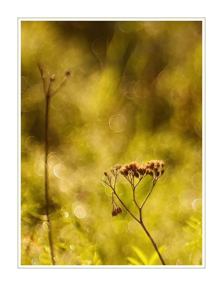 Trioplan 2,9/50