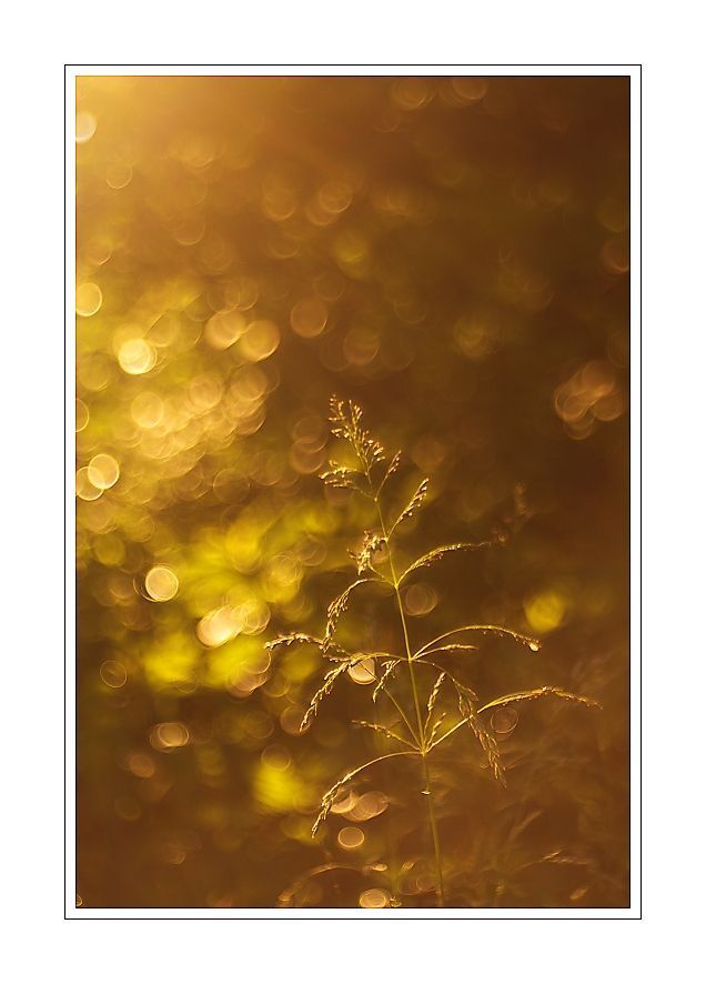 Trioplan 2,9/50
