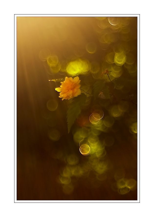 Trioplan 2,9/50