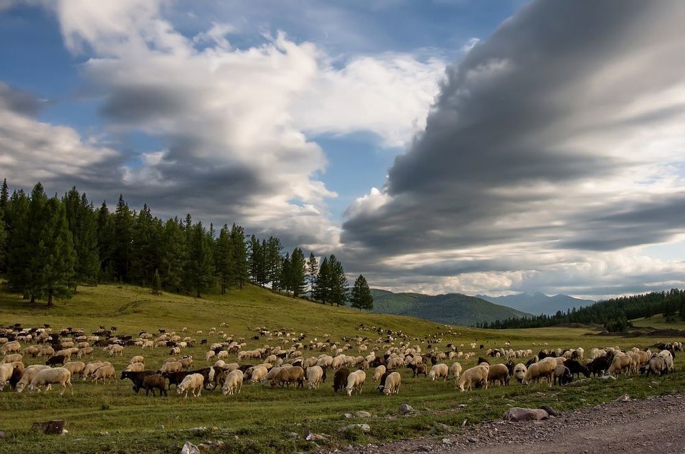 Алтайские зарисовки.