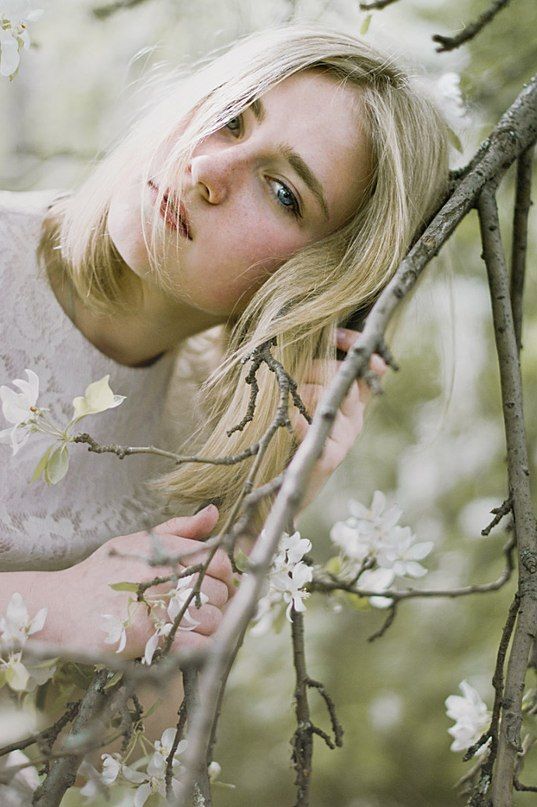 apple trees