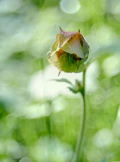 Nikon 1J1 + Wollensak Cine Raptar 25/2.5