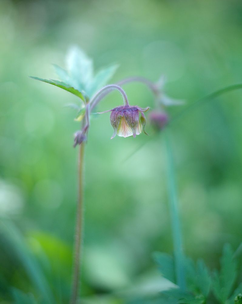 Fuji X-Pro 1 + Fujifilm XF 35/1.4