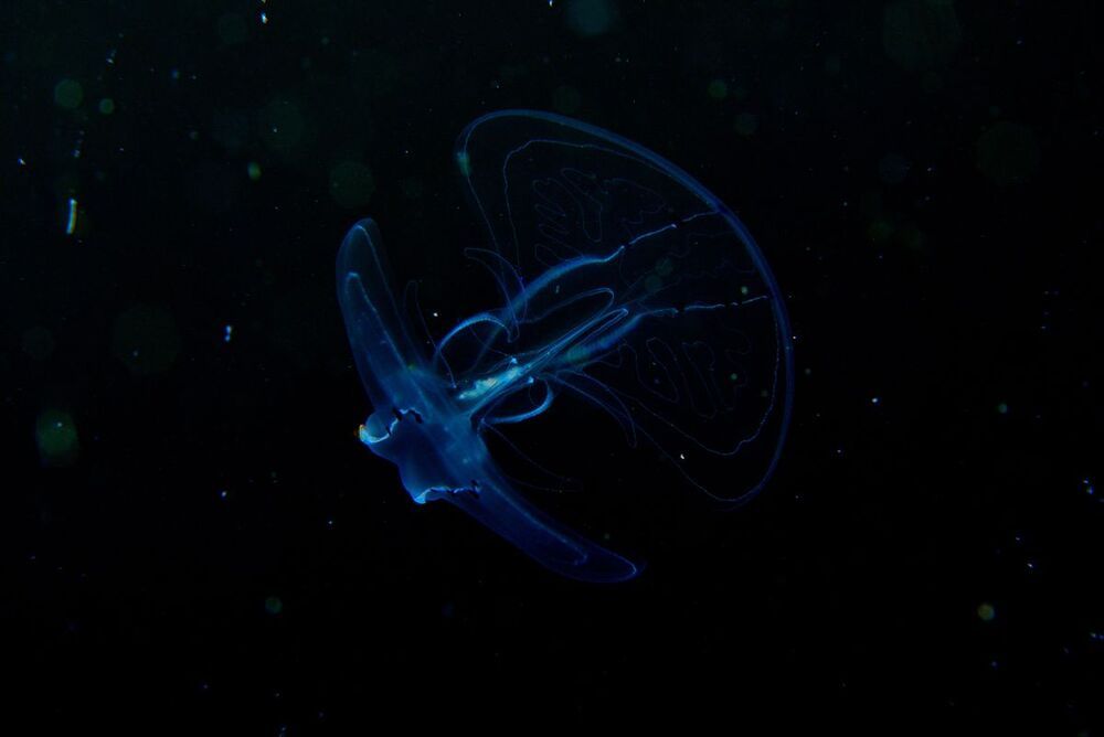 Japan sea. Rudnaya Bay. UFO.