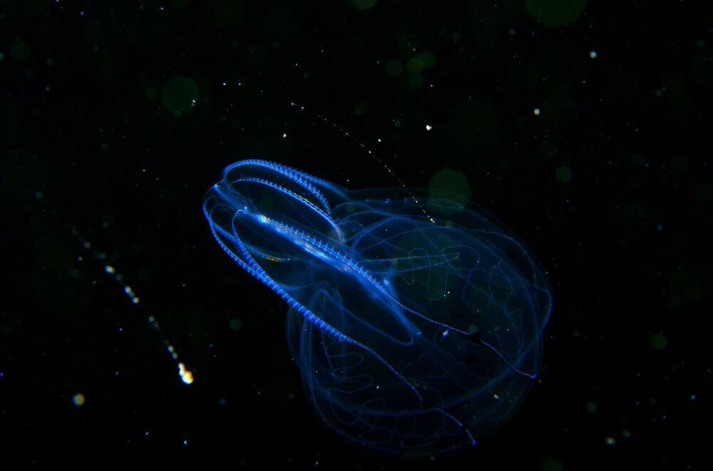 Japan sea. Rudnaya Bay. UFO.