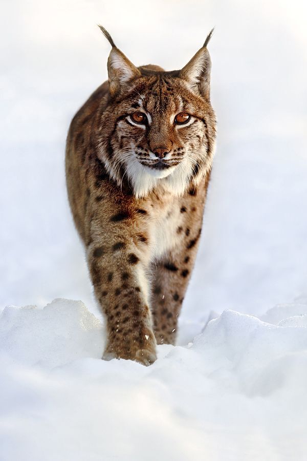 Lynx lynx
It was really great to look eye to eye