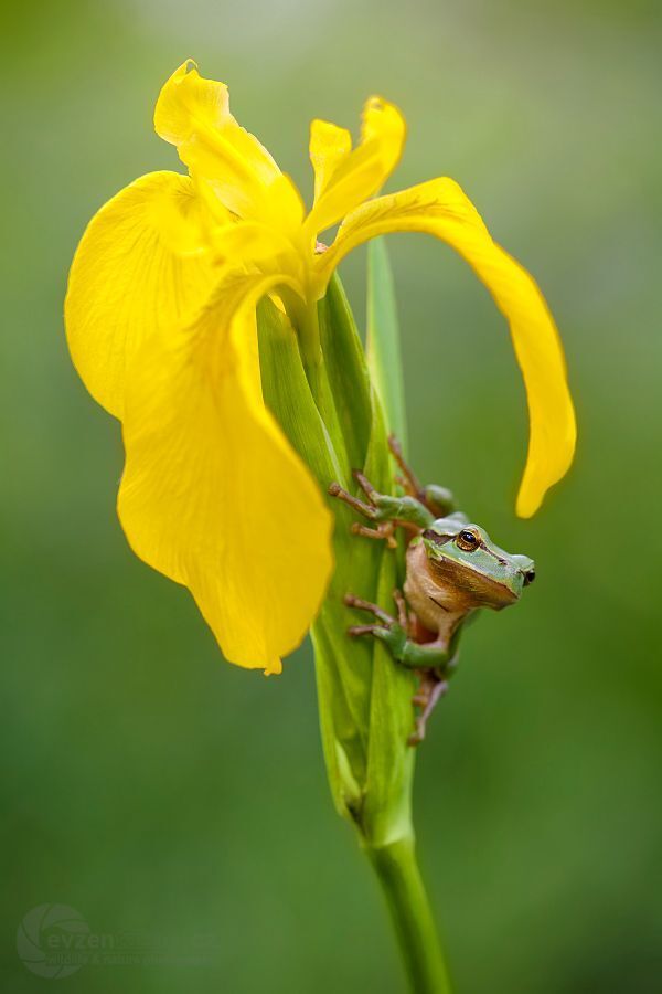 tree-frog
Forcing this frog to me a little while she posed, could get work.