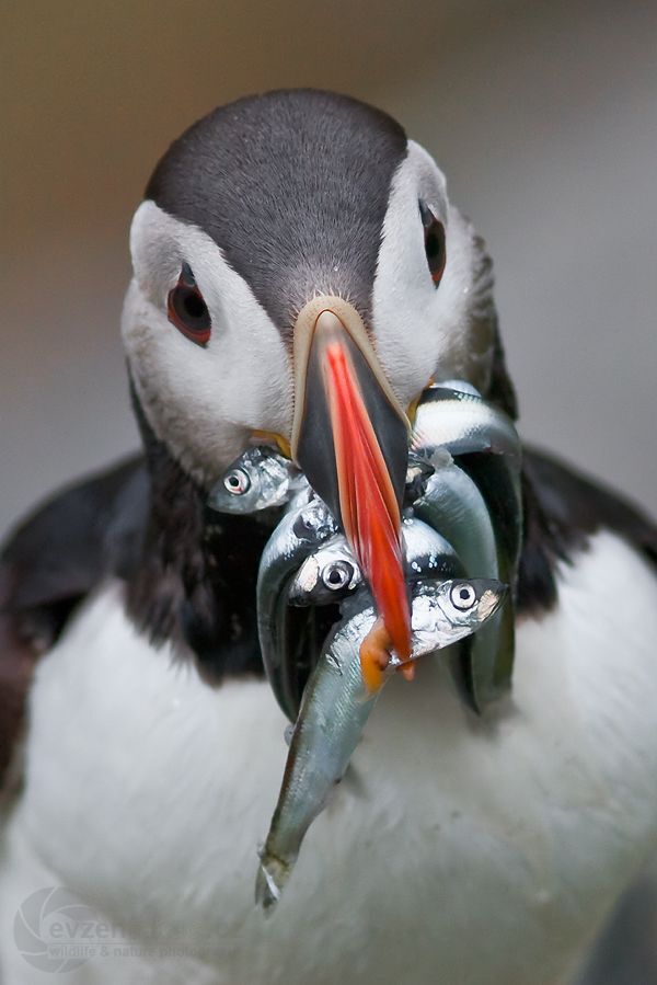 Atlantic Puffin (Norway)
Thus I posed for a few seconds and then disappeared into his den.