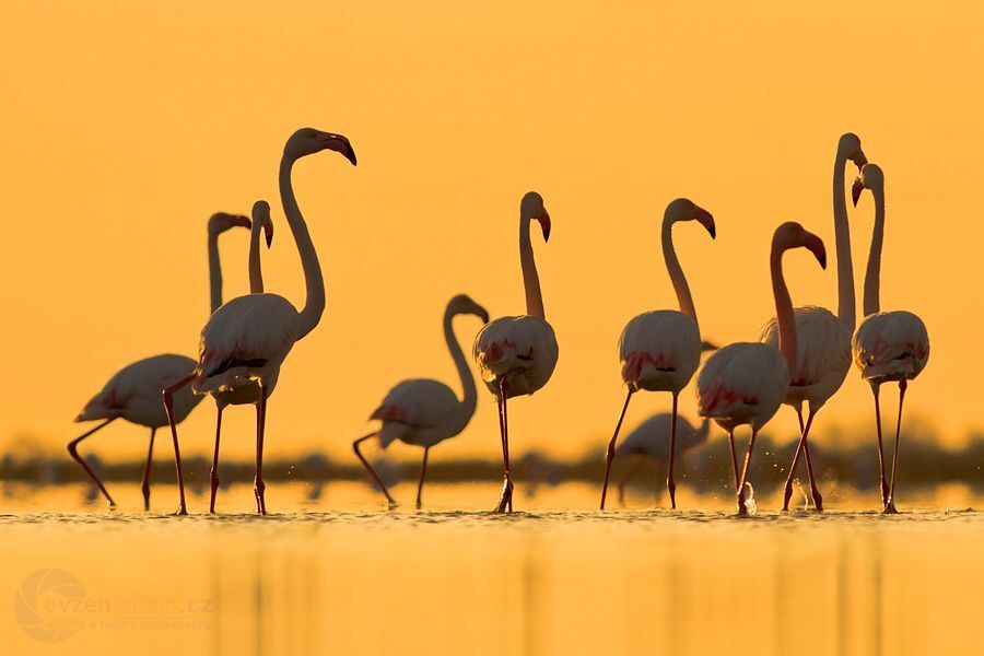 Pink Flamingo (Camargue)
The last rays of the sun created a beautiful atmosphere. I laid in the mud formed composition.