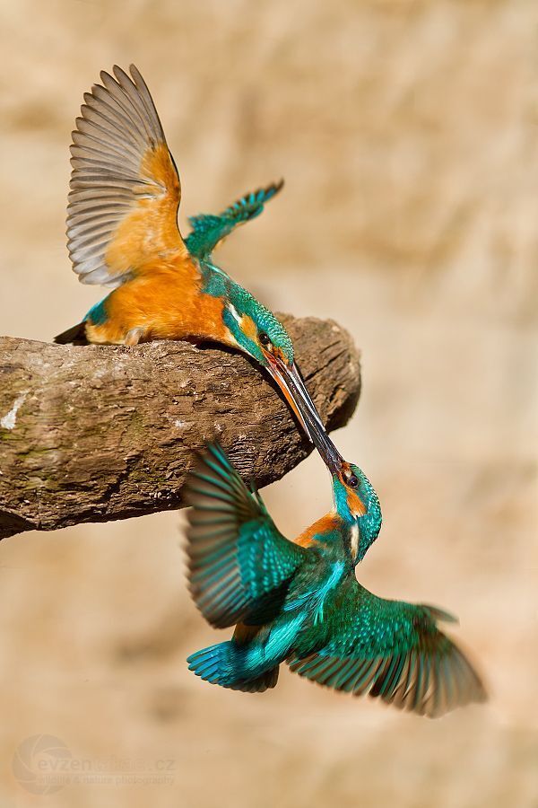kingfisher (Czech Republic)
Photos spilled after a long observation shelter.
Full story and more photos here:
http://www.evzentakac.cz/index.php?option=com_content&view=article&id=142:lednacek-ricni-alcedo-attihis&catid=43:piroda&Itemid=109