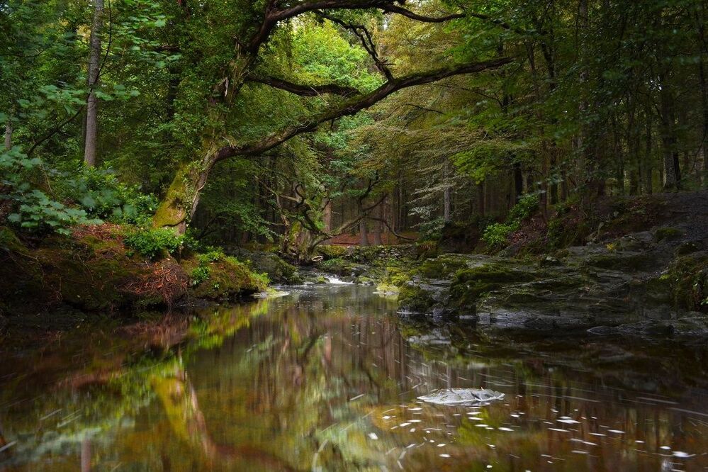 Tollymore Forest Park