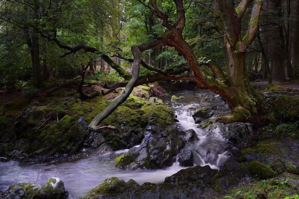 Tollymore Forest Park