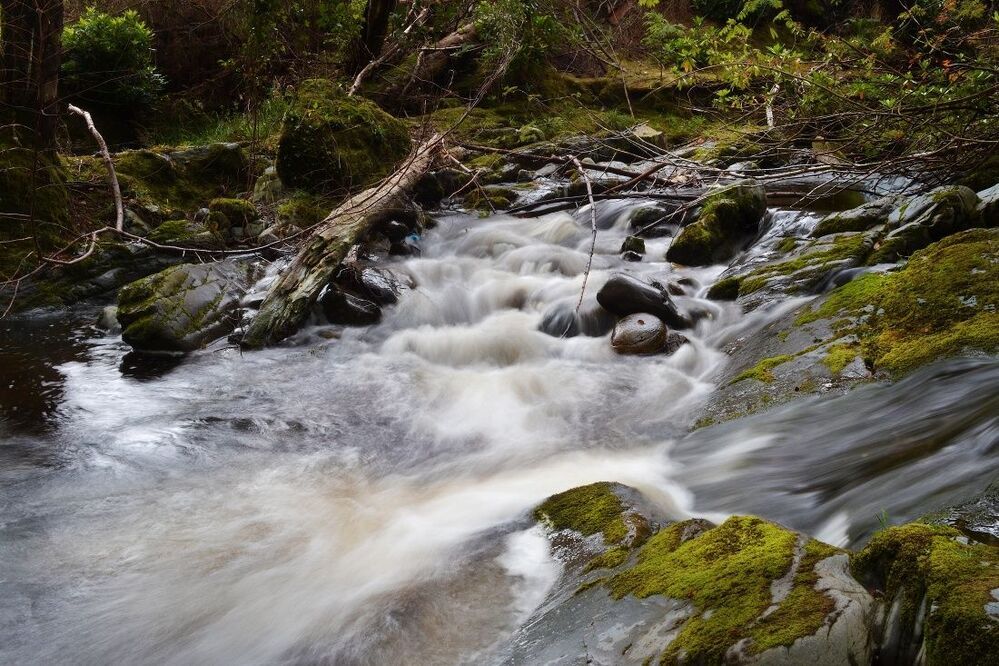 Tollymore Forest Park