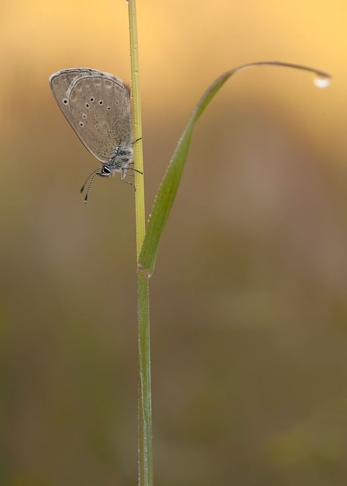 Cupido sp.