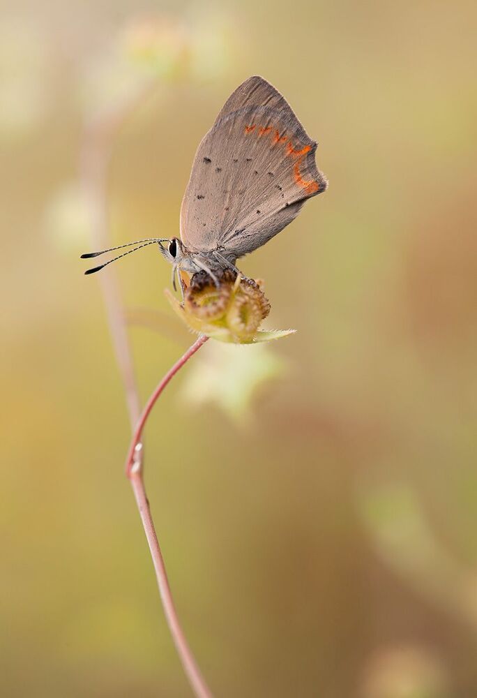 Lycaena phlaeas