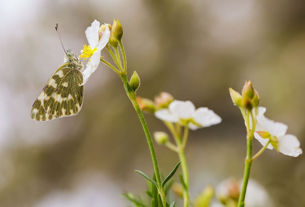 Pontia daplidice