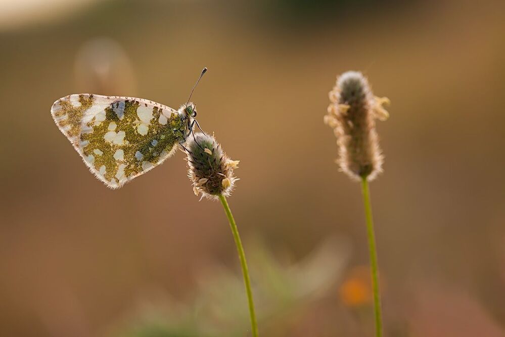 Euchloe crameri