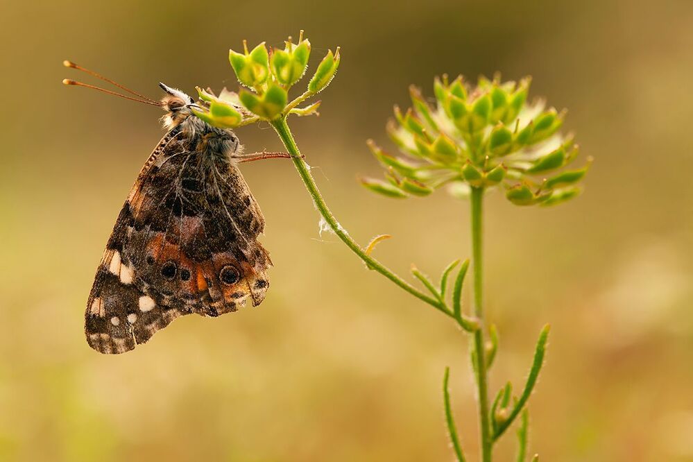 Cynthia cardui