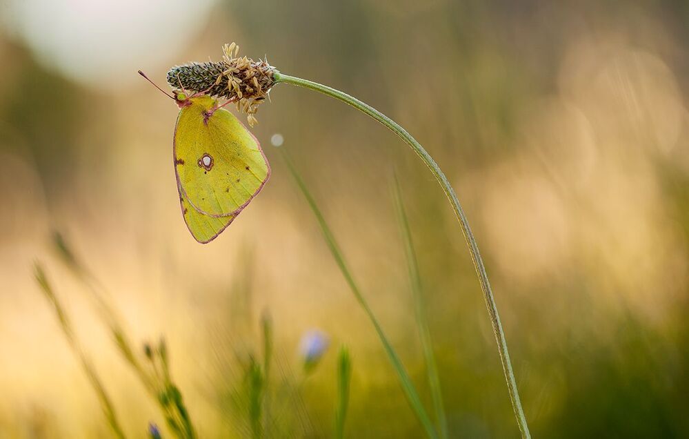 Colias crocea
