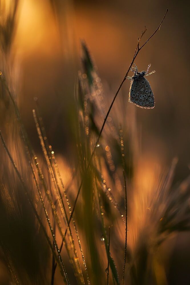 Butterflies 2013
