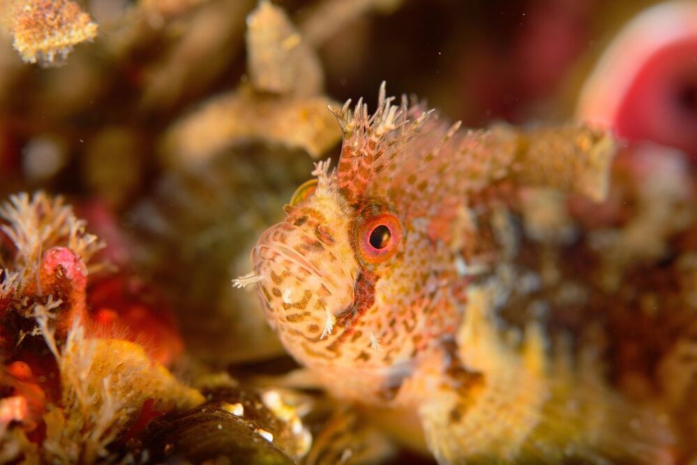 Japan sea. Rudnaya Bay. Critters.