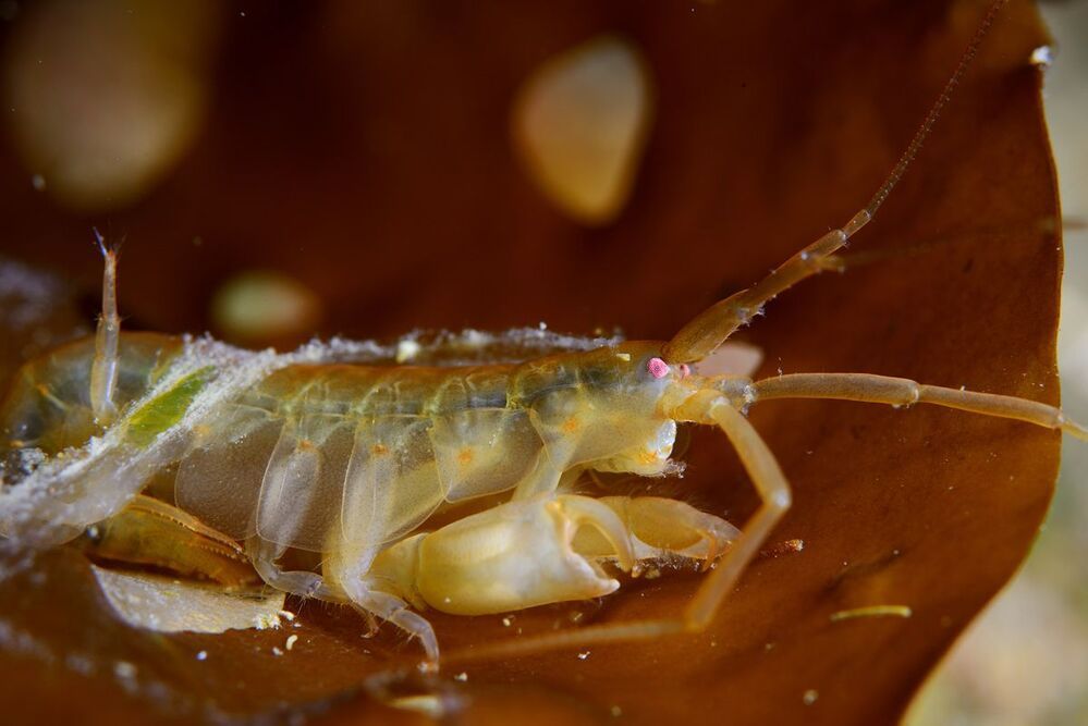 Japan sea. Rudnaya Bay. Critters.