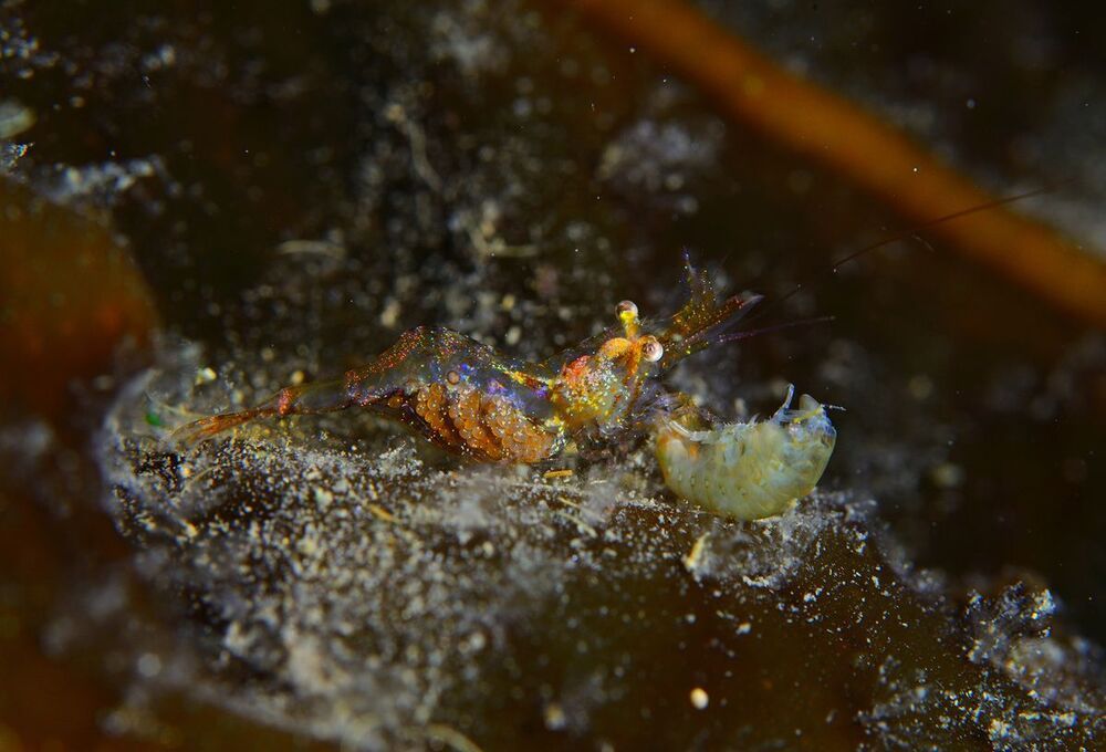 Japan sea. Rudnaya Bay. Critters.