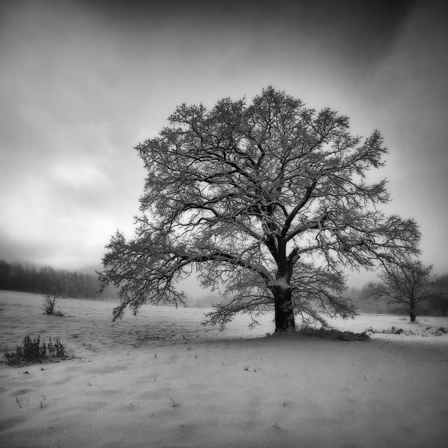 landscape in a square