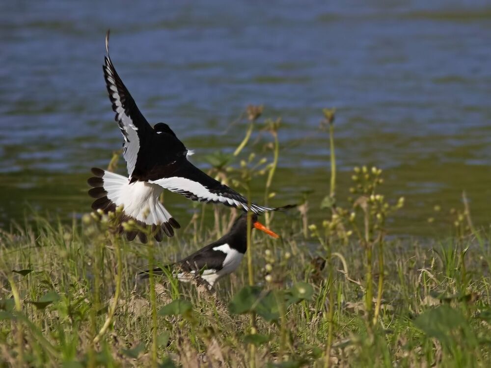 КУЛИК-СОРОКА (Haematopinae ostralegus)