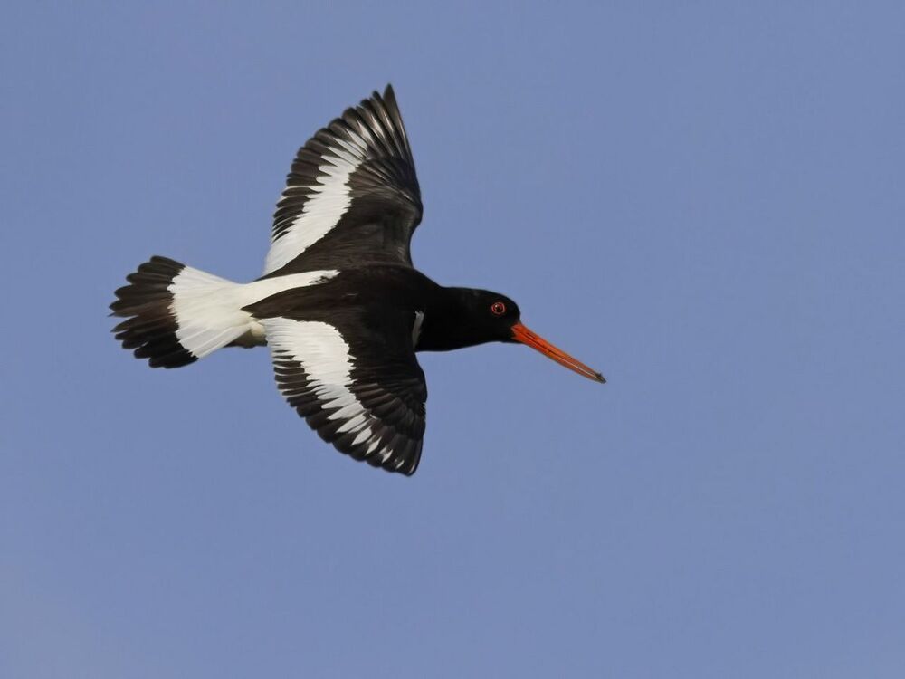КУЛИК-СОРОКА (Haematopinae ostralegus)