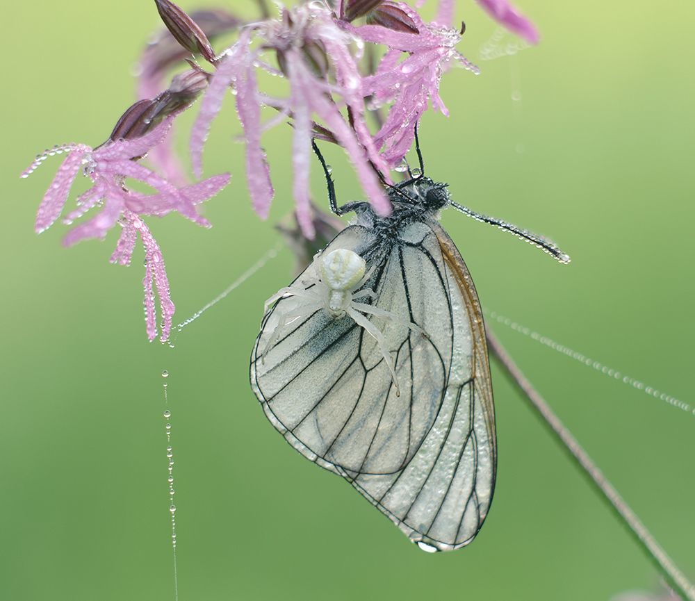 Бабочка Aporia crataegi L и паук Misumena vatia
Nikon D700 + Meyer Optik Orestor 135/238