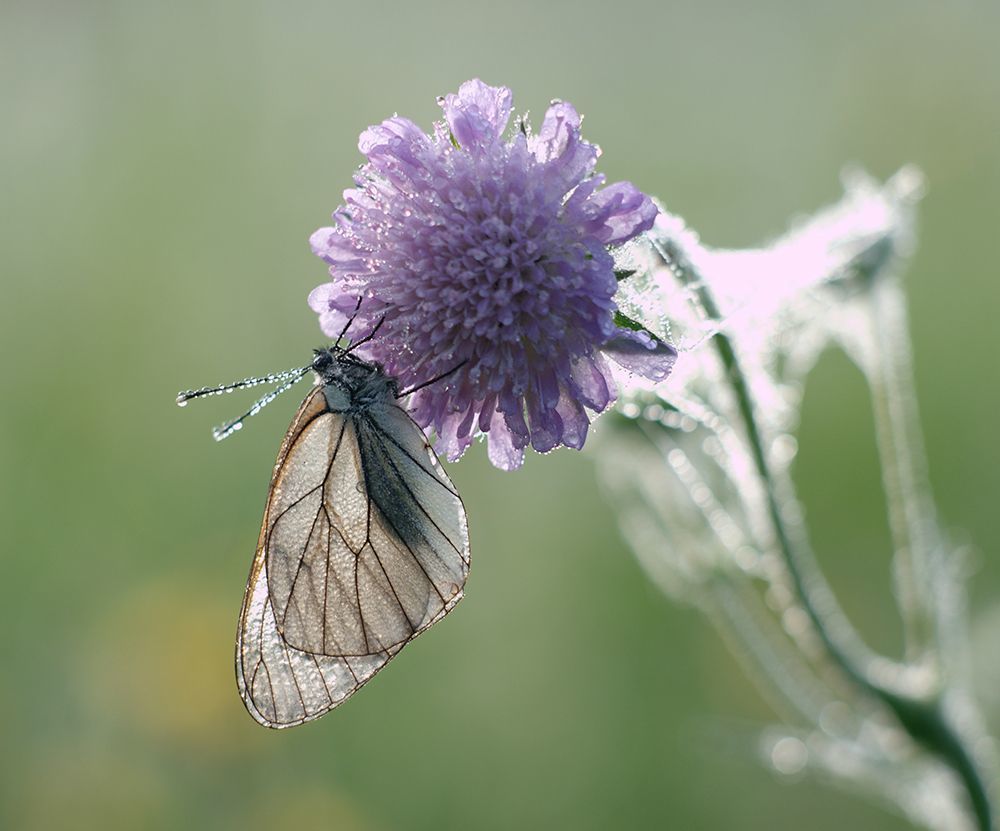 Nikon D700 + Meyer Optik Telefogar 90/3.5