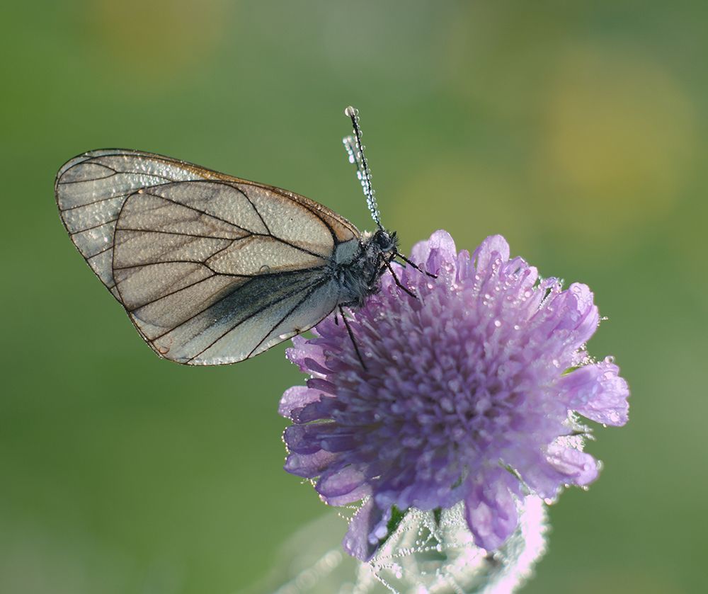 Nikon D700 + Meyer Optik Telefogar 90/3.5
