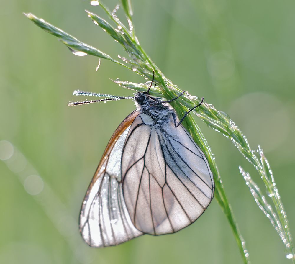 Nikon D700 + Meyer Optik Orestor 135/238