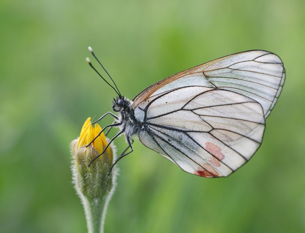 Fuji X-Pro 1 + Leica Macro-Elmarit 60/2.8