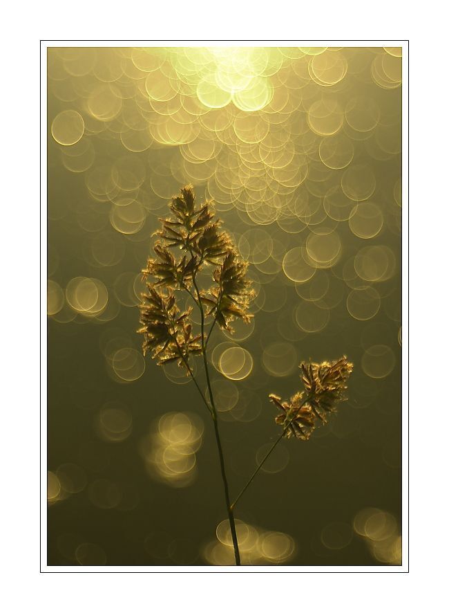 Trioplan 2,9/50