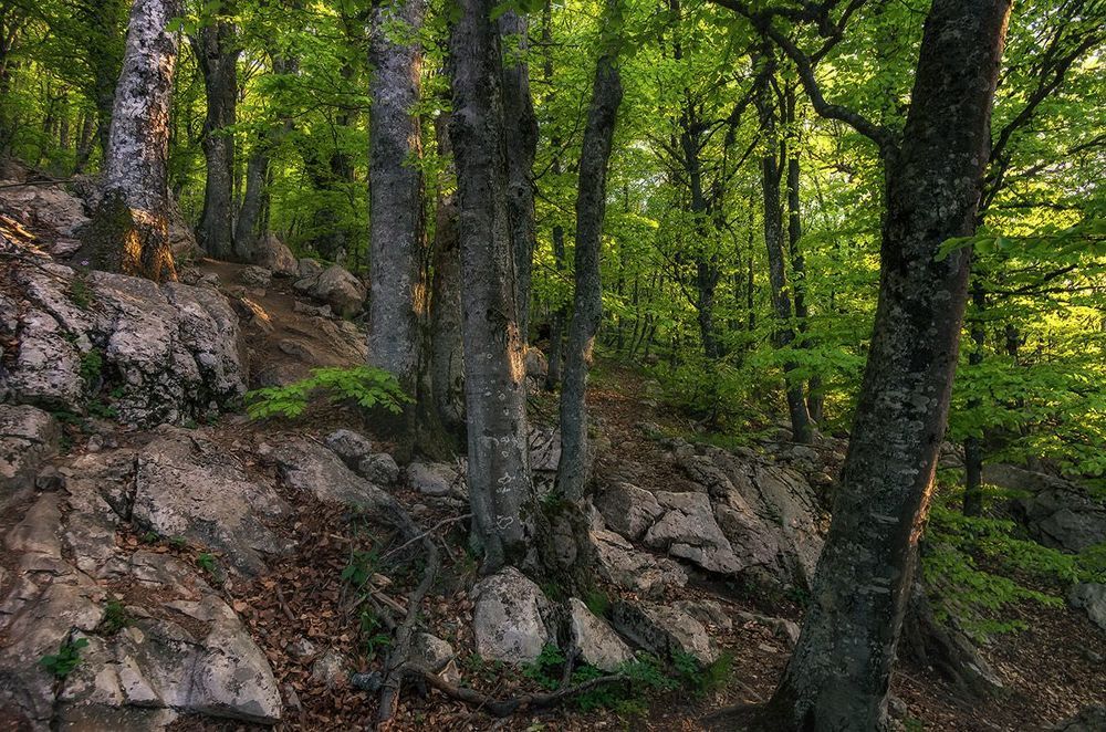 Вечер в лесу на Ай-Петри