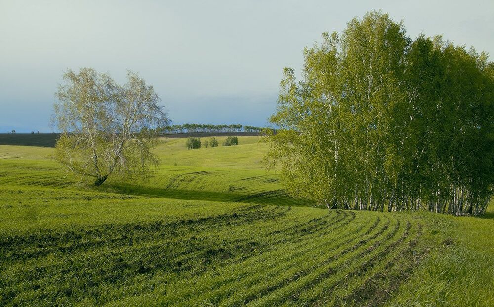 После дождика на полях