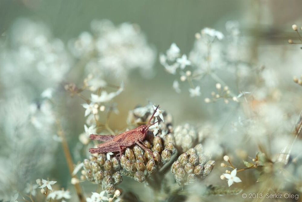 Fairy land