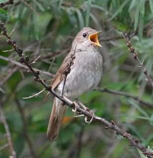 Когда поют соловьи